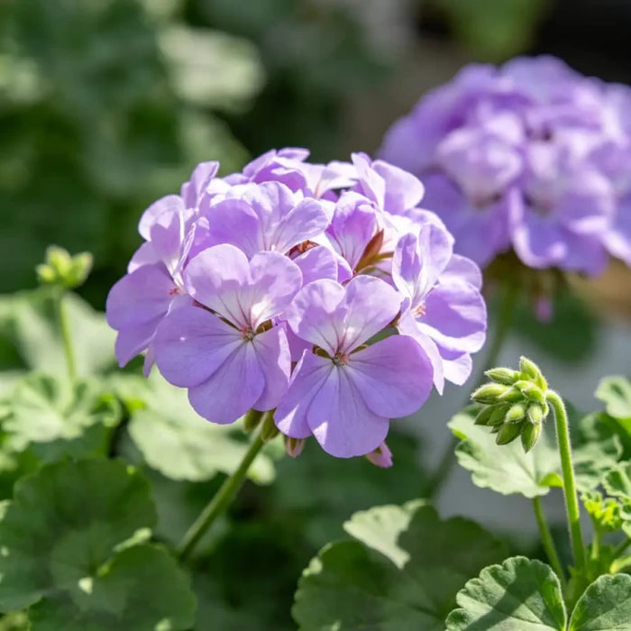 Horizon series Lavender Geranium Seeds