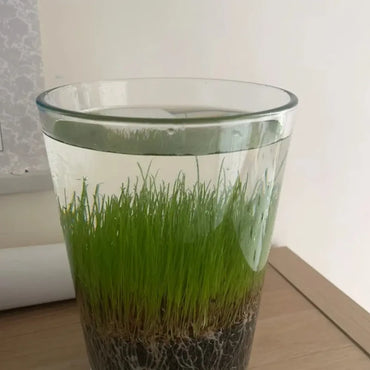 Giant Hairgrass Aquatic Grass Seeds