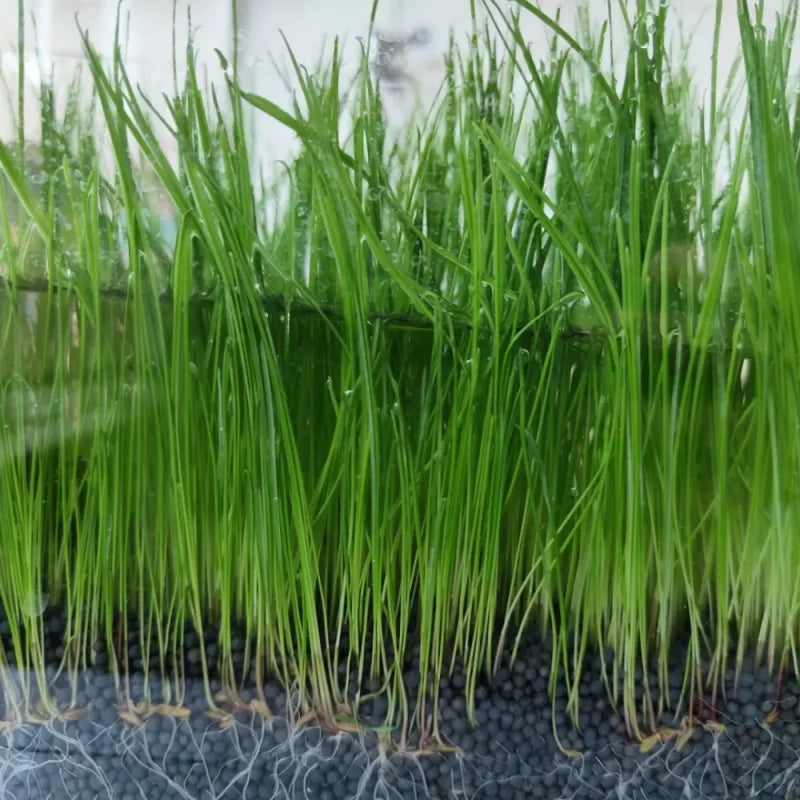 Giant Hairgrass Aquatic Grass Seeds