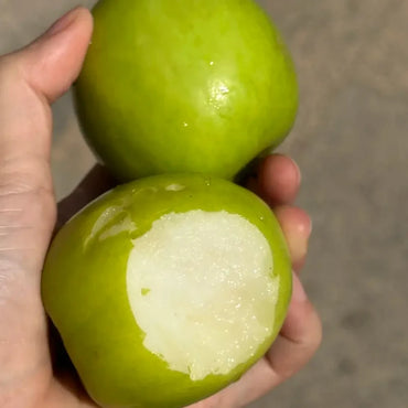 Indian Jujube Seeds
