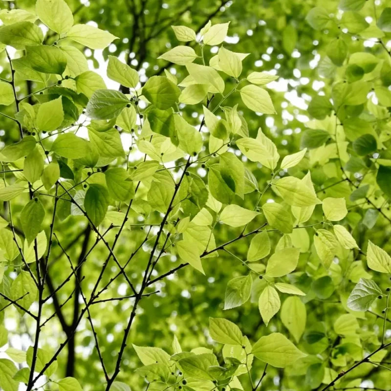 Japanese Hackberry Seeds
