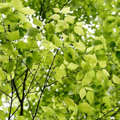 Japanese Hackberry Seeds