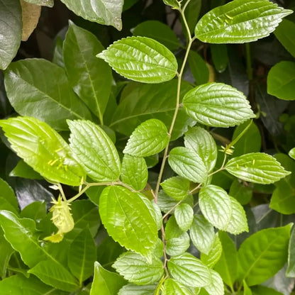 Japanese Hackberry Seeds