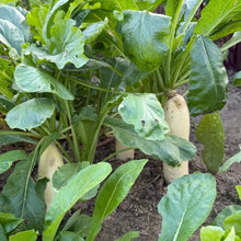 Daikon Radish Seeds - Verdseeds
