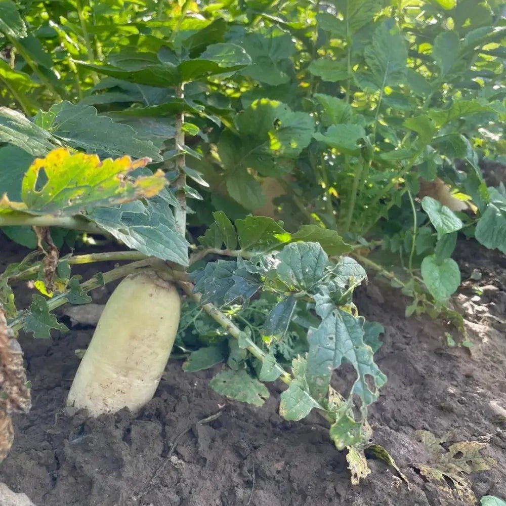 Daikon Radish Seeds - Verdseeds