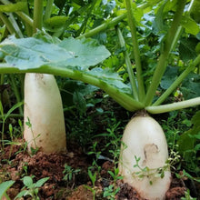 Daikon Radish Seeds - Verdseeds