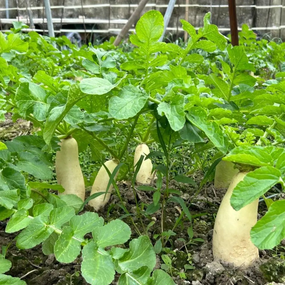 Daikon Radish Seeds - Verdseeds