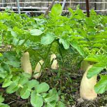 Daikon Radish Seeds - Verdseeds