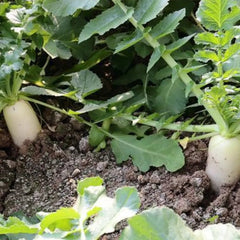 Daikon Radish Seeds - Verdseeds