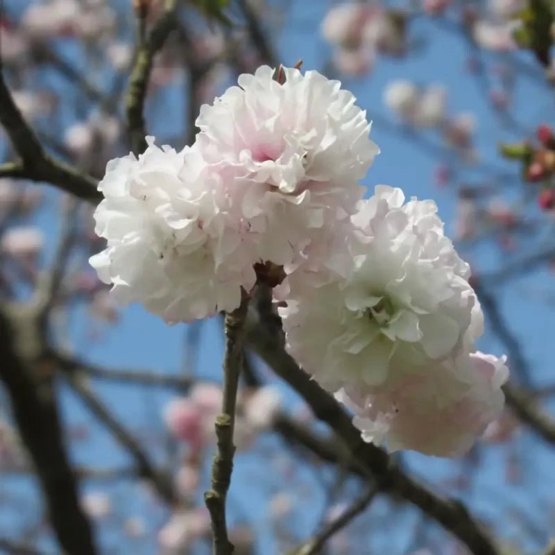 Daisy Flowering Cherry Seeds - Verdseeds