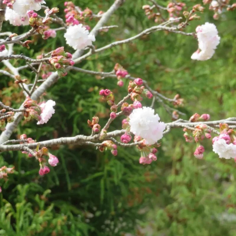 Daisy Flowering Cherry Seeds - Verdseeds