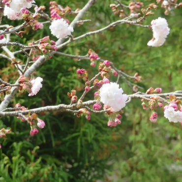 Daisy Flowering Cherry Seeds - Verdseeds