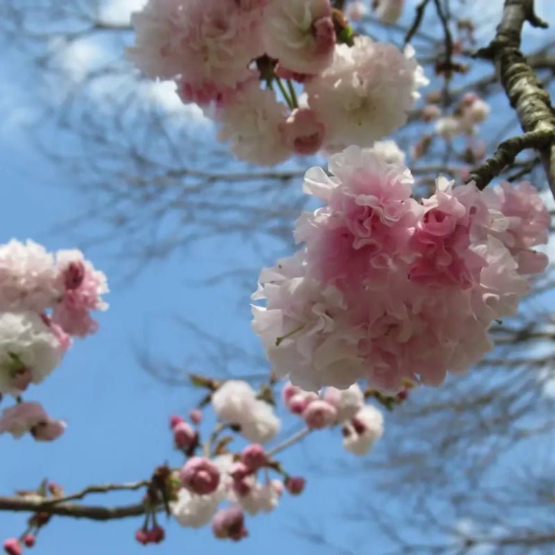 Daisy Flowering Cherry Seeds - Verdseeds