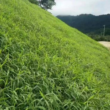 Dallisgrass Seeds - Verdseeds