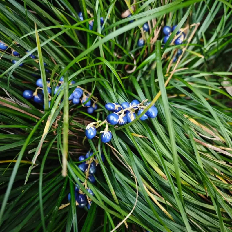 Dwarf Lilyturf Seeds