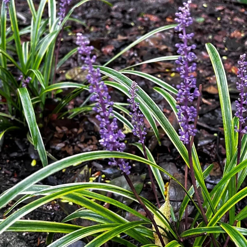 Dwarf Lilyturf Seeds
