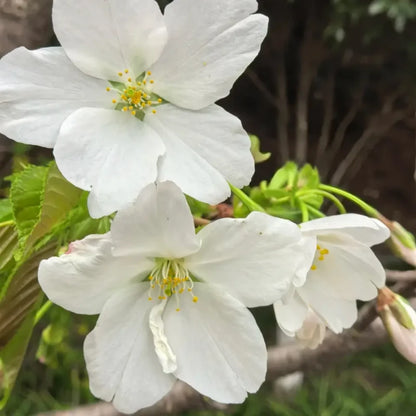 Single Flowering Cherry Seeds