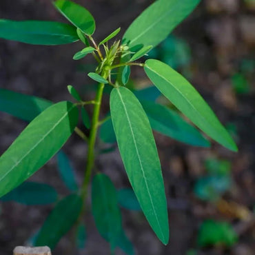 Dancing Plant Seeds - Verdseeds