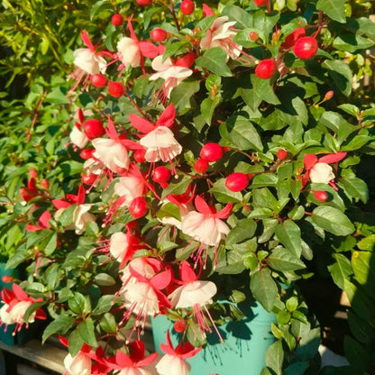 Red and White Fuchsia Seeds
