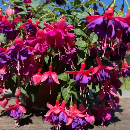 Purple-Center Fuchsia Seeds