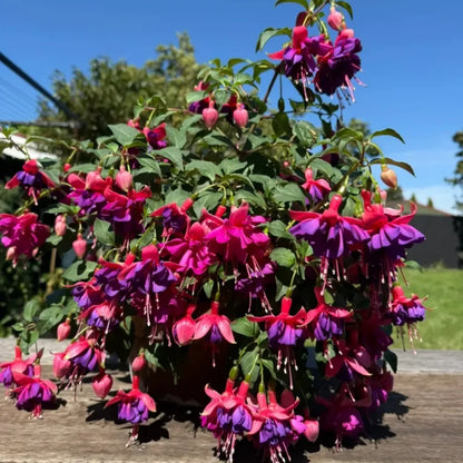 Purple-Center Fuchsia Seeds
