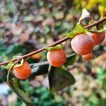 Date Plum Seeds - Verdseeds