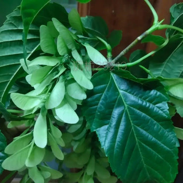 David's Maple Seeds - Verdseeds