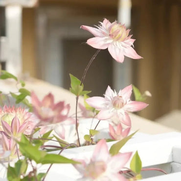 Day Angel Clematis Seeds - Verdseeds