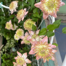 Day Angel Clematis Seeds - Verdseeds