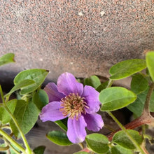 Dazzling Love Clematis Seeds - Verdseeds
