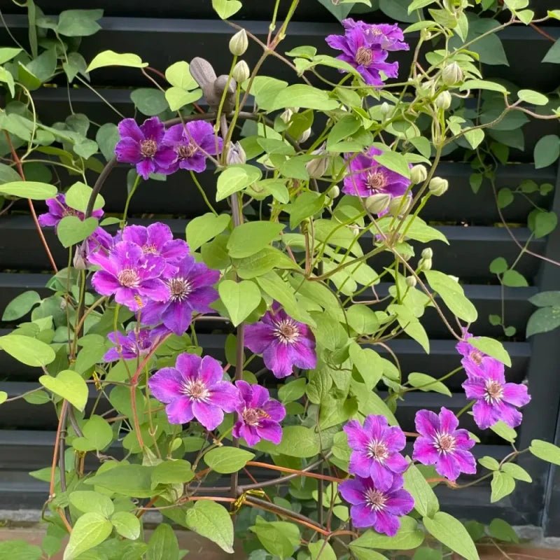 Dazzling Love Clematis Seeds - Verdseeds