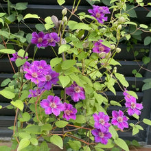 Dazzling Love Clematis Seeds - Verdseeds