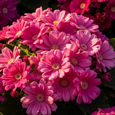 Deep Pink Large - Flowered Cineraria Seeds - Verdseeds