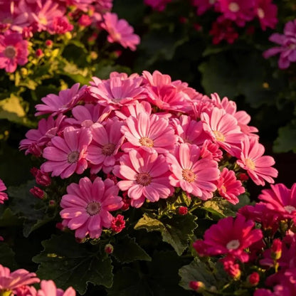 Deep Pink Large - Flowered Cineraria Seeds - Verdseeds