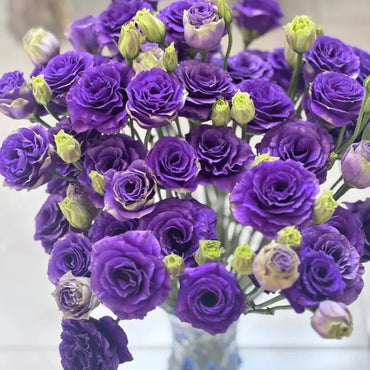 Deep Purple Lisianthus Seeds - Verdseeds