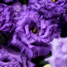 Deep Purple Lisianthus Seeds - Verdseeds