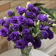 Deep Purple Lisianthus Seeds - Verdseeds