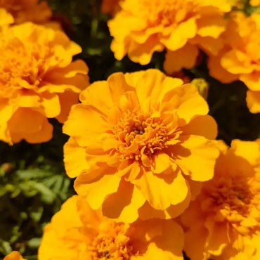 Dense Flower Golden Yellow French Marigold Seeds - Verdseeds
