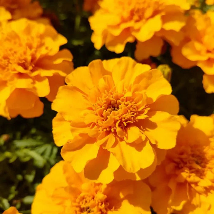 Dense Flower Golden Yellow French Marigold Seeds - Verdseeds