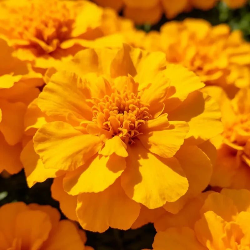 Dense Flower Golden Yellow French Marigold Seeds - Verdseeds