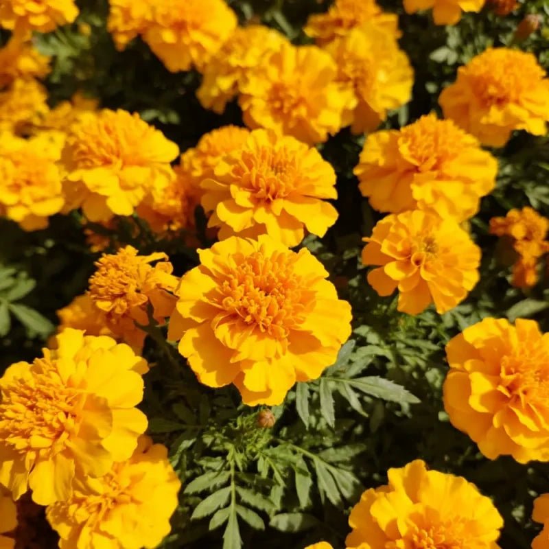 Dense Flower Golden Yellow French Marigold Seeds - Verdseeds