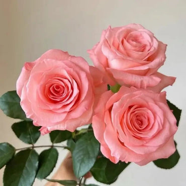 Diana Garden Rose Seeds - Verdseeds