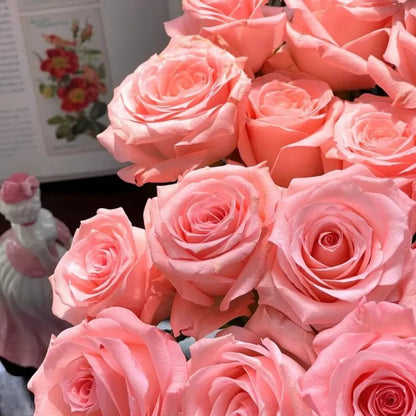 Diana Garden Rose Seeds - Verdseeds