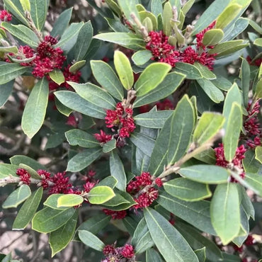 Distylium Seeds - Verdseeds