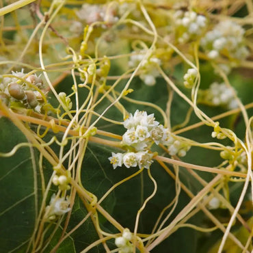 Dodder Seeds - Verdseeds