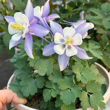 Double Columbine-Mixed Colors Seeds - Verdseeds