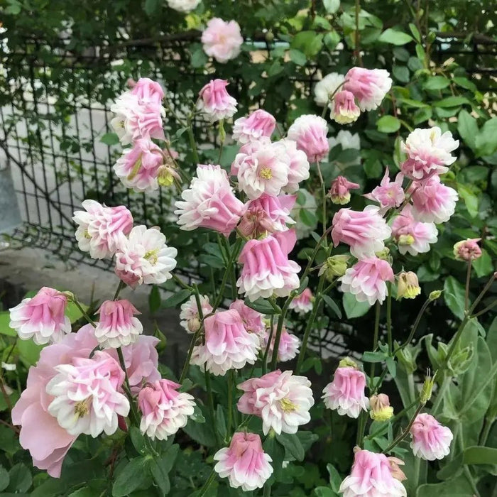 Double Columbine-Mixed Colors Seeds - Verdseeds