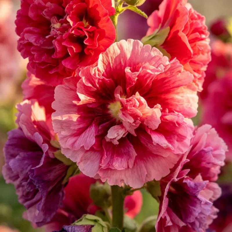 Double Mixed Dense Bloom Hollyhock Seeds - Verdseeds