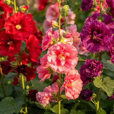 Double Mixed Dense Bloom Hollyhock Seeds - Verdseeds