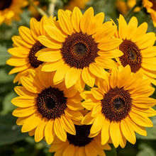 Double multi - head yellow with green center Sunflower Seeds - Verdseeds